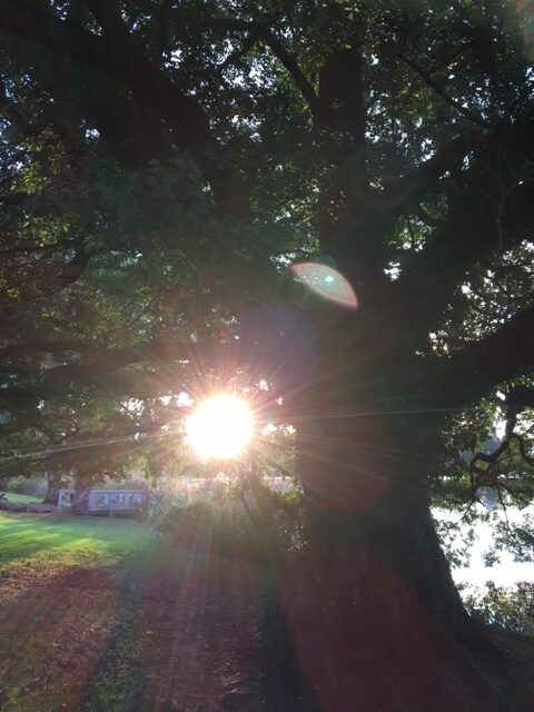 lyset morgensol